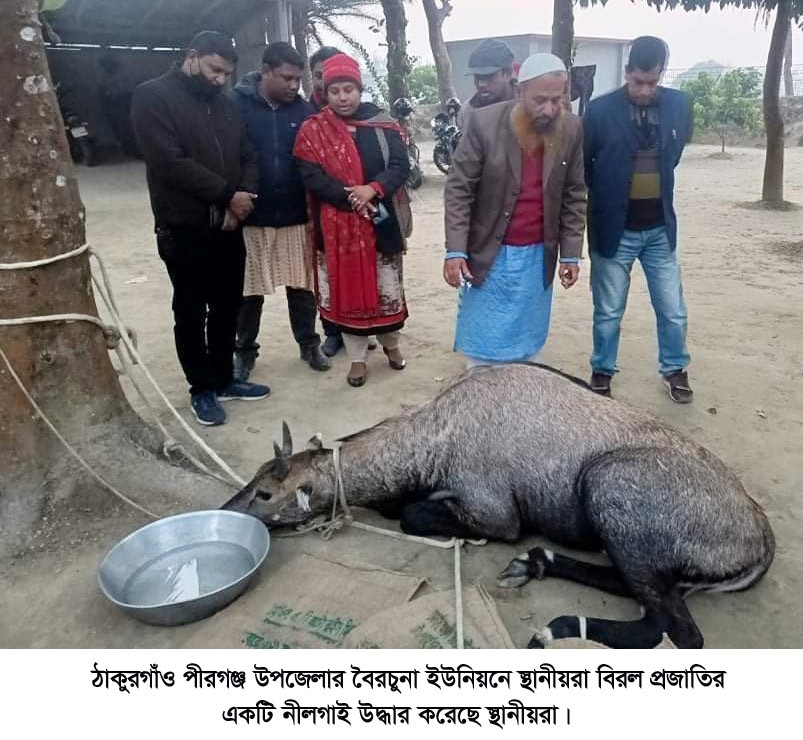 পীরগঞ্জে বিরল প্রজাতির নীলগাই উদ্ধার