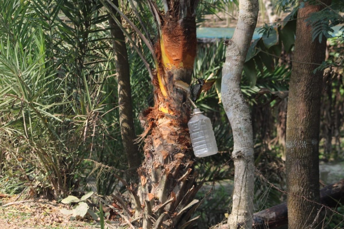 হারিয়ে যাচ্ছে বরগুনায় ঐতিহ্য খেজুরের রস