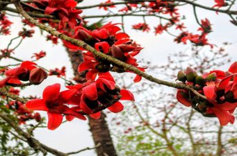 ফুল ফুটুক আর না ফুটুক আজ বসন্ত