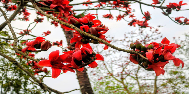 ফুল ফুটুক আর না ফুটুক আজ বসন্ত