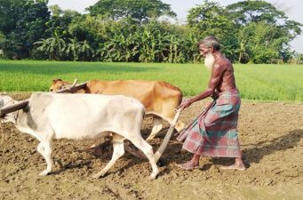 নড়াইলে আধুনিকতার ছোঁয়ায় হারিয়ে যাচ্ছে লাঙ্গল দিয়ে চাষবাশ