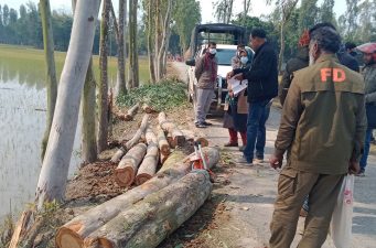 সোনাতলায় দিনে দুপুরে রাস্তার গাছ কর্তন