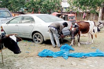 চোরাই গরু নিলামে বিক্রয়