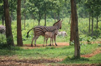 ৩য় বঙ্গবন্ধু সাফারি পার্ক নির্মাণ জুড়িতে সম্ভাব্য ব্যয় ৮৪৬ কোটি ২৫ লাখ টাকা