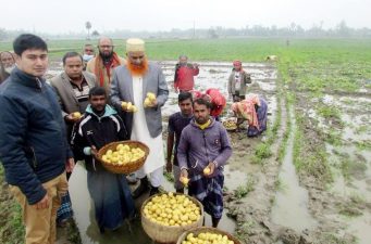 শিবগঞ্জে টানা বর্ষনের ফলে আলুচাষি ক্ষতিগ্রস্ত, বীজ সঙ্কটের আশঙ্কা