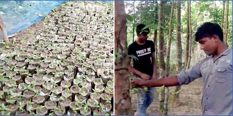সমতল ভূমিতে আগর চাষ শুরু করেছে ঠাকুরগাঁও