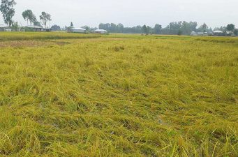 সঙ্কট এবং বৃষ্টির কারণে বিপাকে ধান চাষিরা