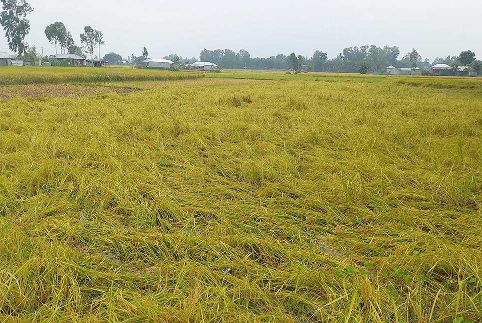 সঙ্কট এবং বৃষ্টির কারণে বিপাকে ধান চাষিরা