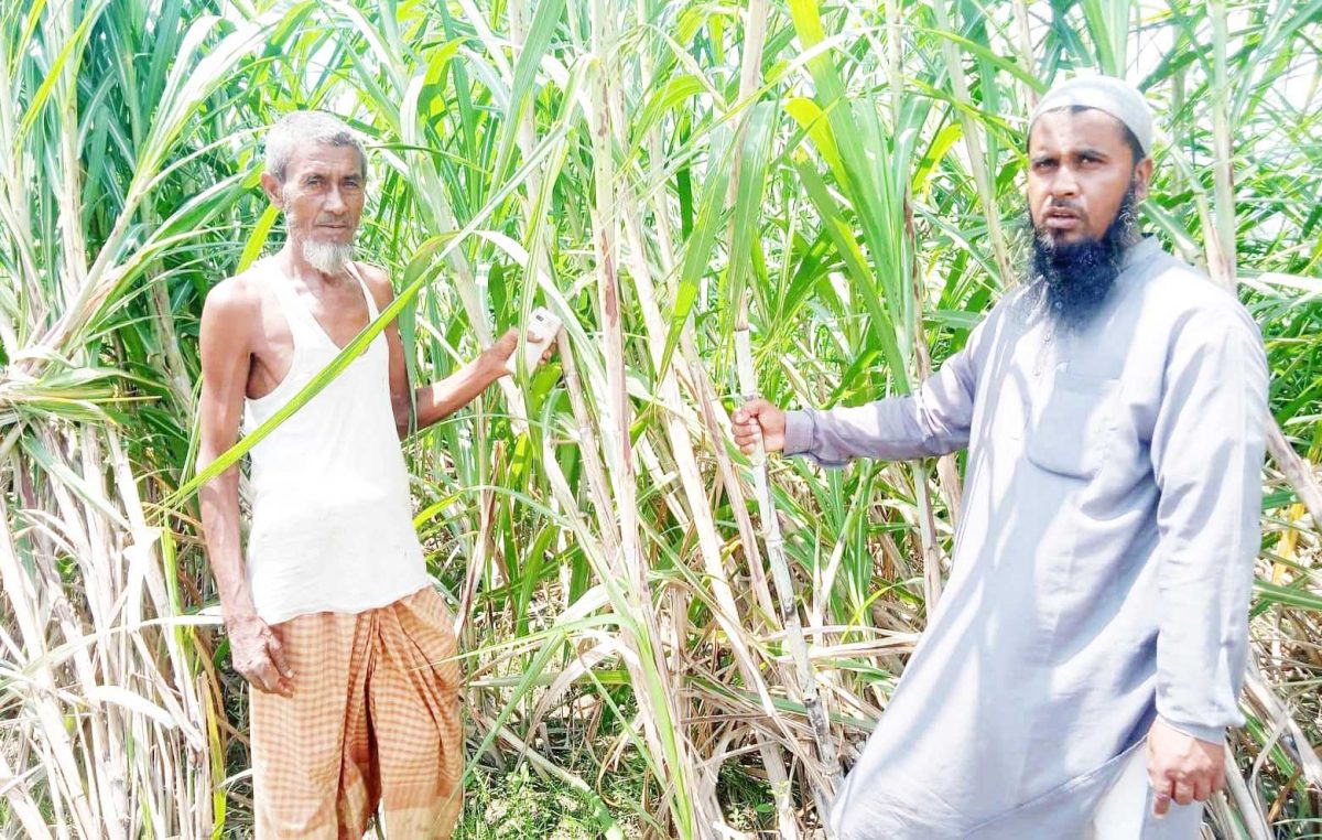 কাজিপুরে বিস্তৃর্ণ চরে আখের বাম্পার ফলন ; কৃষকের মুখে হাসির জলক