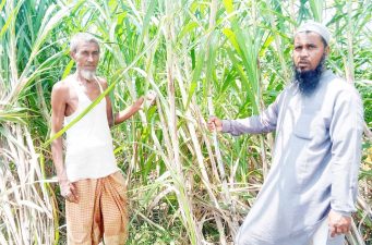 কাজিপুরে বিস্তৃর্ণ চরে আখের বাম্পার ফলন ; কৃষকের মুখে হাসির জলক