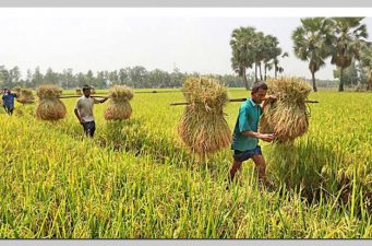 রাজশাহীতে ৩৮ হাজার কৃষক পাচ্ছেন তিন কোটি টাকার সার ও বীজ সহায়তা দিচ্ছে সরকার