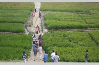 পদ্মার বালুচরে সোনার ফসল ফলিয়ে কৃষি বিপ্লব