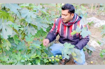 পড়াশোনার ফাঁকে ফলের বাগান করে সফল সিদ্দিক