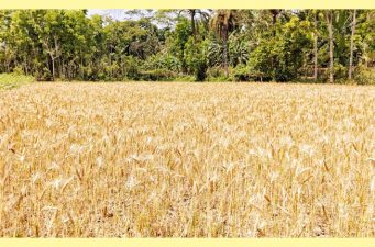 রাজাপুরে গমের বাম্পার ফলনে কৃষকের মুখে হাসি