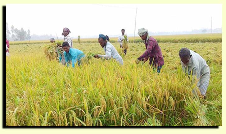 সারাদেশে ৩৩ শতাংশ এবং হাওরে ৯০ শতাংশ বোরো ধান কাটা শেষ