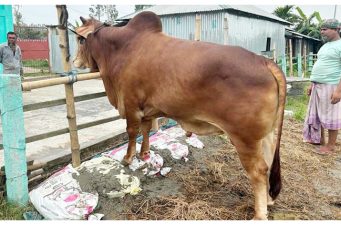 হবিগঞ্জের অলিপুরের ‘জমিদারের’ দাম ৮ লাখ টাকা