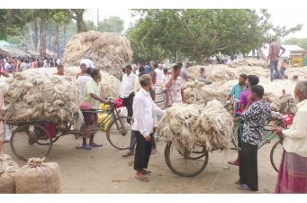 সুদিন ফেরানো যাচ্ছে না সোনালি আঁশের