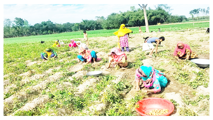 নীলফামারীর কিশোরগঞ্জ নতুন আলু তোলার ধুম