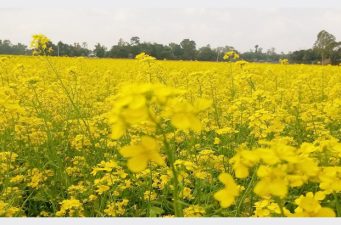 শেরপুরে নালিতাবাড়ী উপজেলায় মাঠজুড়ে সরিষা ফুলের হাসি