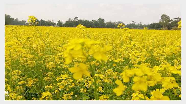 শেরপুরে নালিতাবাড়ী উপজেলায় মাঠজুড়ে সরিষা ফুলের হাসি