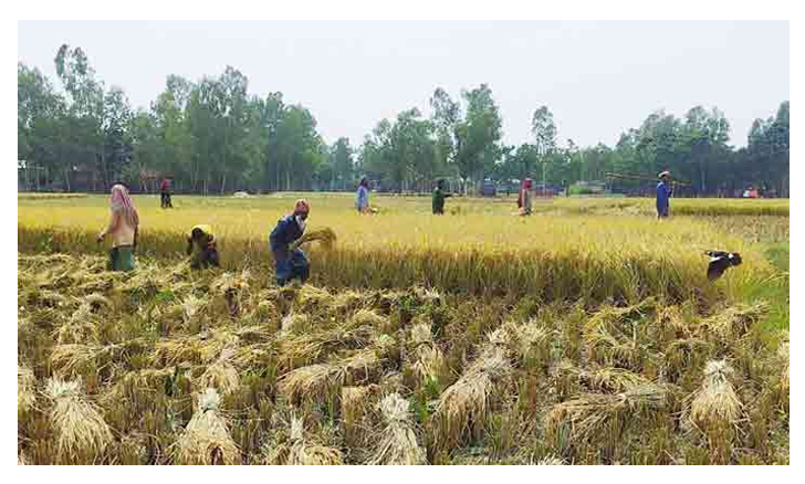 ধান কাটার উৎসবেও মলিন কৃষকের মুখ