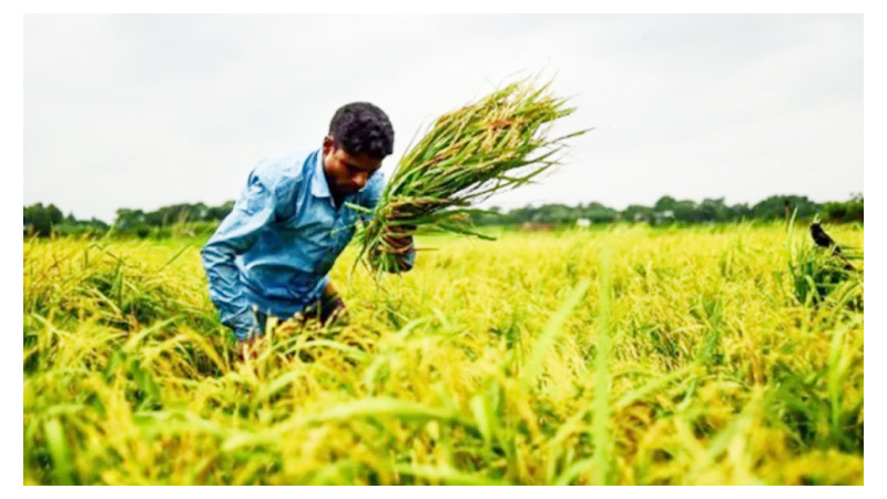 আমন ধানের আবাদ ও উৎপাদন বাড়াতে ৪০ কোটি ৪ লাখ টাকার প্রণোদনা