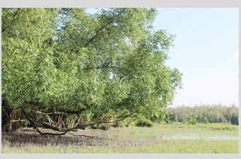 সুন্দরবনে প্রবেশে তিন মাসের নিষেধাজ্ঞা