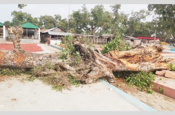 রাণীশংকৈলে টেন্ডার মাইকিং কিংবা কোন নোটিশ ছাড়াই সরকারি গাছ বিক্রির অভিযোগ উঠেছে