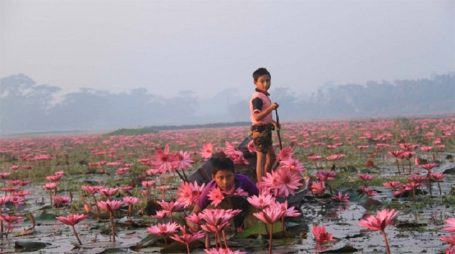 রাজ্য সাতলায় শরতের মুগ্ধতা শাপলার