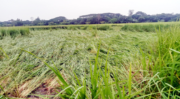 ঠাকুরগাঁওয়ে আমনের পাকা ধানগাছ নুয়ে পড়েছে