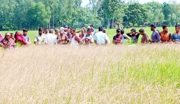 ফুলবাড়ীর পল্লীতে বিষ প্রয়োগে ৩ একর জমির ধান নষ্টের অভিযোগ