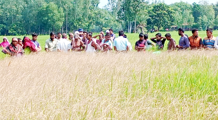 ফুলবাড়ীর পল্লীতে বিষ প্রয়োগে ৩ একর জমির ধান নষ্টের অভিযোগ