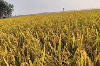 রাণীশংকৈলে আমন ধানের বাম্পার ফলন ঘরে তুলতে ব্যাস্ত সময় পার করছেন কৃষকেরা