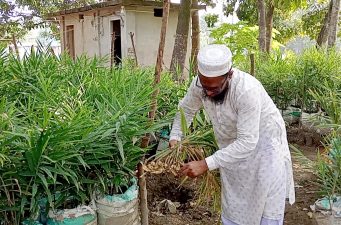 বস্তায় আদা চাষে সফলতা ফুলবাড়ীর বাবু