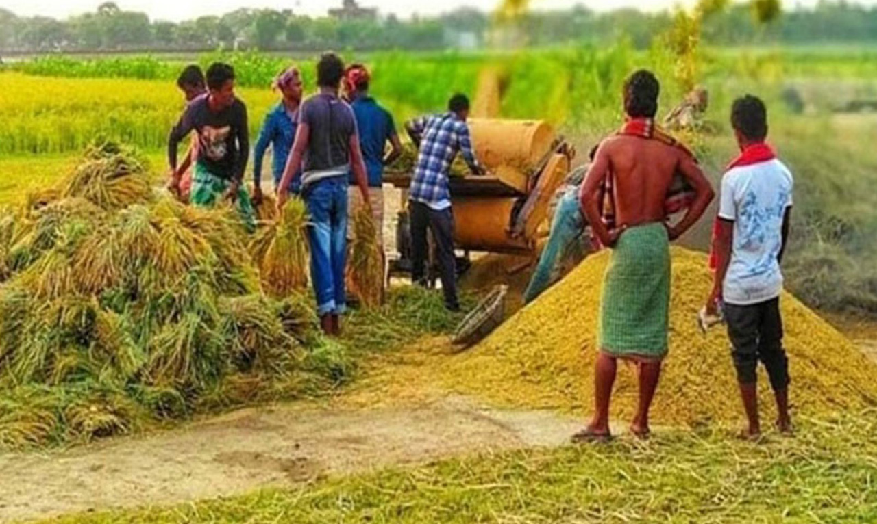 ধান বিক্রয়ে কৃষকের অনীহা পাঁচ বছরে ১২ শতাংশের বেশি ধান সংগ্রহ করতে পারেনি রাজশাহী খাদ্য বিভাগ