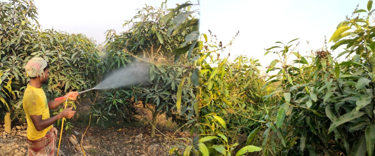 উকুন পোকা, তীব্র খরায় ঝরে পরছে আম, দুশ্চিন্তায় সময় পার করছেন কৃষকরা