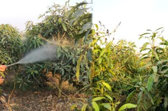 উকুন পোকা, তীব্র খরায় ঝরে পরছে আম, দুশ্চিন্তায় সময় পার করছেন কৃষকরা