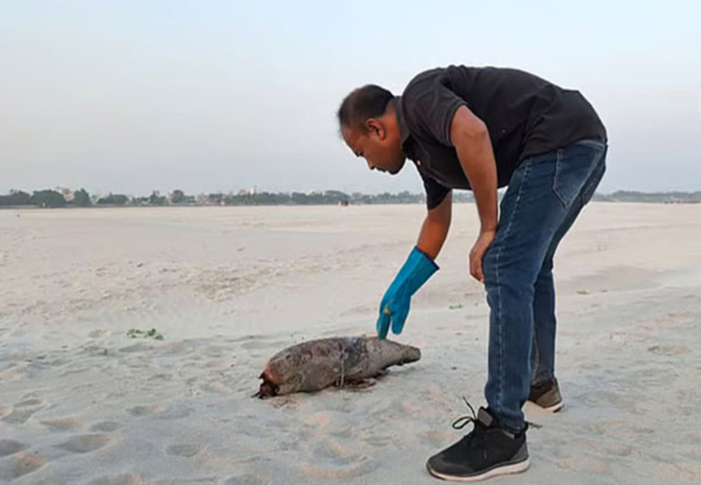 পদ্মা নদীতে ভেসে এলো মৃত ডলফিন