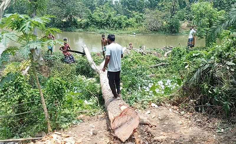 শৈলকুপায় সরকারি গাছ কেটে নিলো বিএনপি নেতা