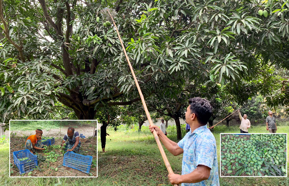 রাজশাহীতে এবার ১৭০০ কোটি টাকার আম বাণিজ্যের সম্ভাবনা