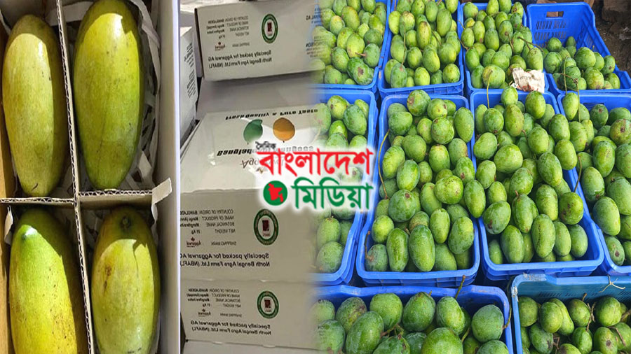 রাজশাহী অঞ্চল থেকে দুই হাজার মেট্রিক টন আম যাচ্ছে ইউরোপে