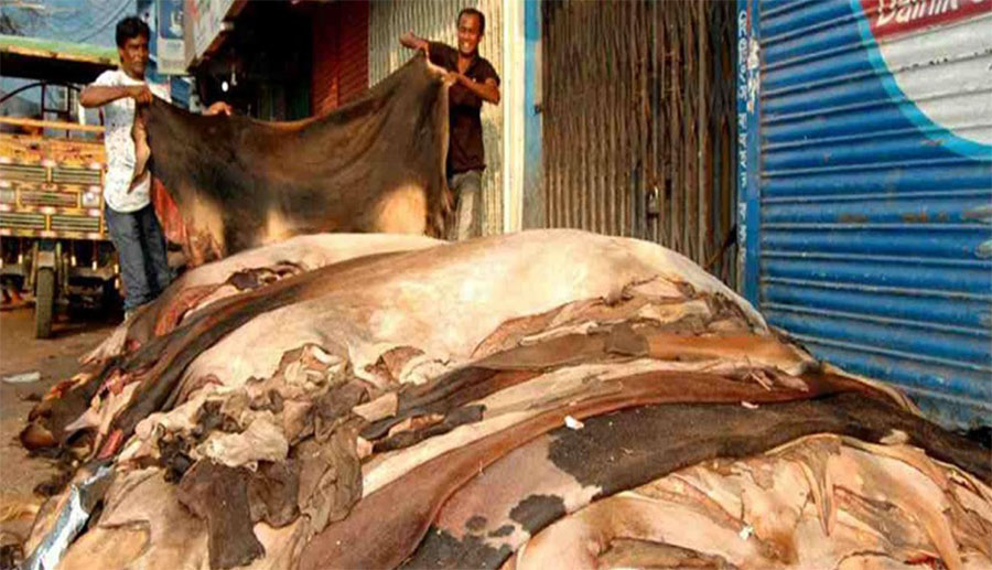 নির্ধারিত দামের অর্ধেকে চামড়া বিক্রি ‘গরীবের হক’ ধরাশায়ী, হতাশ মৌসুমি ব্যবসায়ীরা