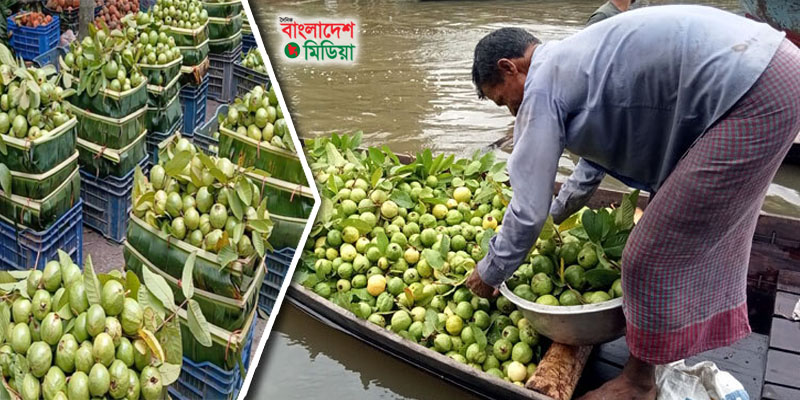 ঝালকাঠিতে পেয়ারার চড়া দামে উদ্যোক্তাদের মুখে হাসি