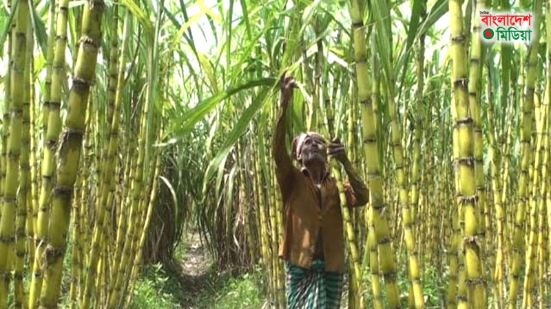 মাধবপুরে বেড়েছে আখের আবাদ, লাভবান হচ্ছেন কৃষকরা