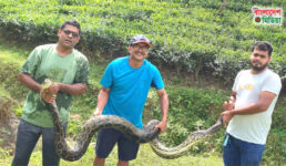 শ্রীমঙ্গলে চা বাগানের লেক থেকে অজগর সাপ উদ্ধার