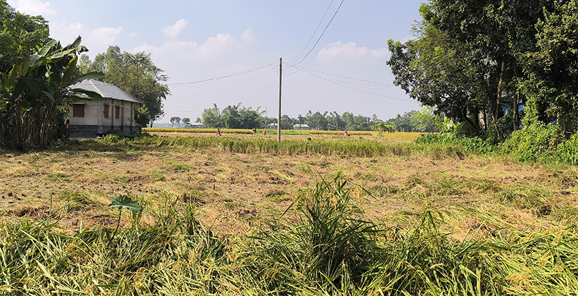 রাতে কাটলেন ধান দিনে কাটছেন খর