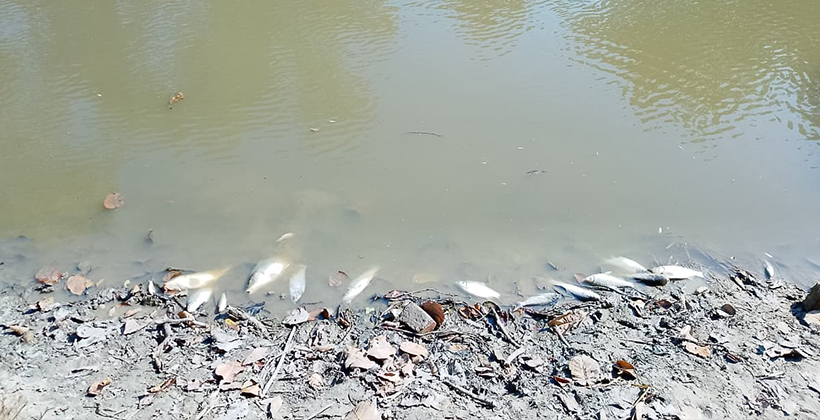 বীরগঞ্জে মন্দিরের পুকুরে গ্যাস ট্যাবলেট প্রয়োগে মাছ নিধনের অভিযোগ