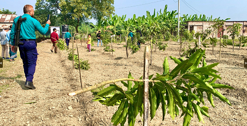 পবায় রাতের আঁধারে কেটে ফেলা হলো ১১৭টি আমগাছ
