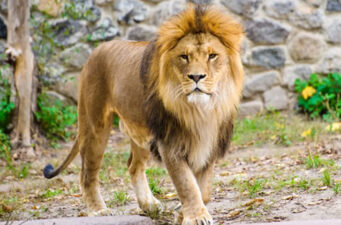 মিরপুর চিড়িয়াখানার খাঁচা থেকে পালাল সিংহ