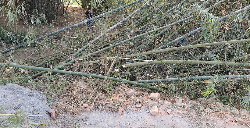 রাণীশংকৈলে রাতের আঁধারে বাঁশঝাড় কেটে দিলো দুর্বৃত্তরা